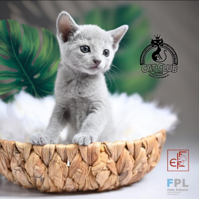 logo CAT CLUB Rybnik SMK